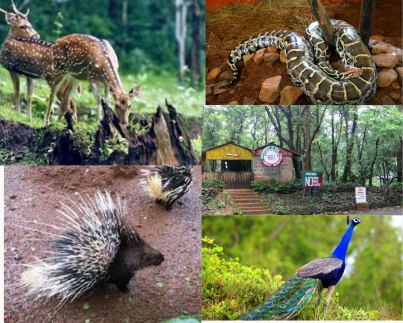 Zoo in Goa | Wildlife Sanctuary in Goa